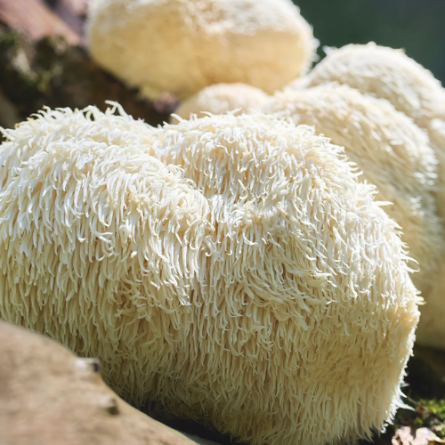 Lion's Mane
